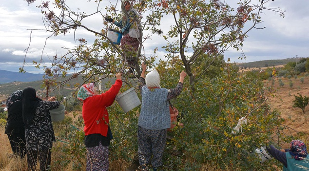In Demirci, women collect, dry, and sell approximately 450 tons of hackberries a year.