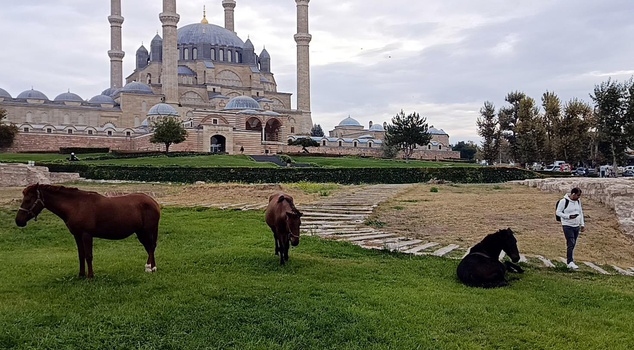 Stray horse surprise in Selimiye Square, a UNESCO heritage site
