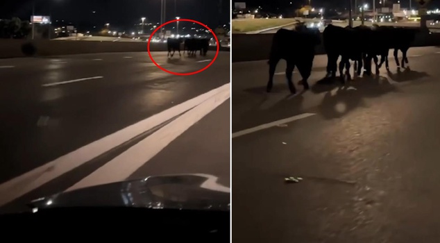 The truck flew off the bridge! The city suddenly filled with cows.