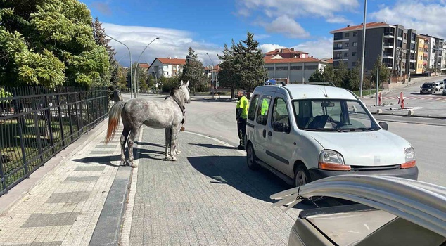In Karaman, a horse that escaped from where it was tied came running and hit the car from behind! Those moments are on camera.
