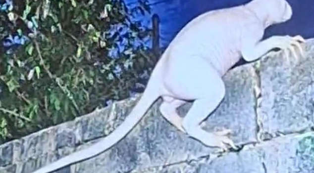 Did it come from another dimension? The mysterious creature that kills animals was caught on camera