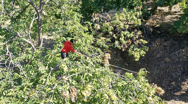Chestnut harvest has begun in Aydın! Pole harvesters working at heights of 15-20 meters earn 5,000 liras per day.