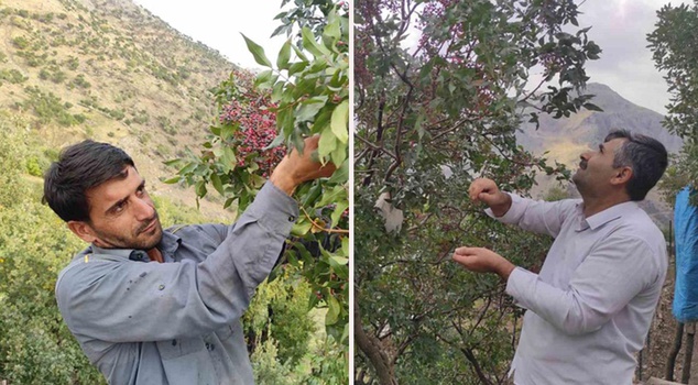 It grows for free in nature! It became a village's source of livelihood