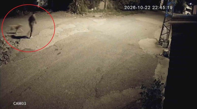 In Hatay, he took the leash out of his pocket, put it on, and led the dog away! This is how the family's dog Tomi was stolen on camera.