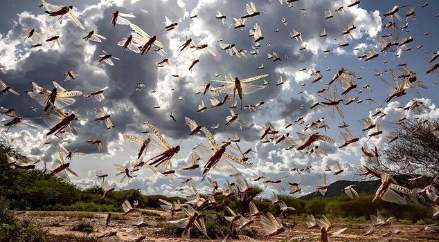 An invasion covering the sky! The horror of a 64-kilometer locust swarm