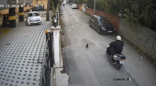 In Osmaniye, a motorcyclist hit a cat and drove off without looking back! The cat was in agony for minutes.