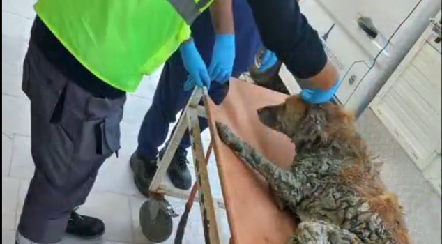 In Buca, a dog that fell into a mud storage area was rescued! Minister Çiftçi announced its name: Şanslı