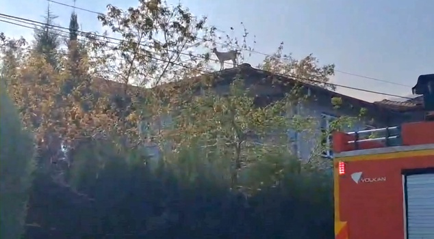 It climbed from the chicken coop to the roof, its owner couldn't catch it! Firefighters rescued the goat in Sapanca.