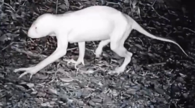 The mysterious creature that kills animals was filmed again.