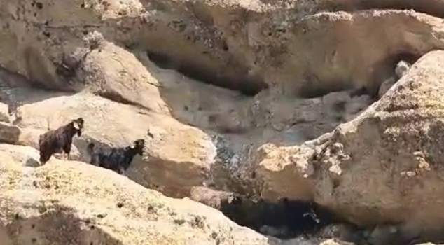 They mobilized for goats stranded at a height of 70 meters in Tunceli! Those moments were caught on camera