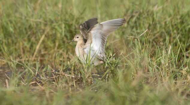 The bird that came from Alaska to Manavgat was spotted in Turkey for the first time! The number of bird species has risen to 506.