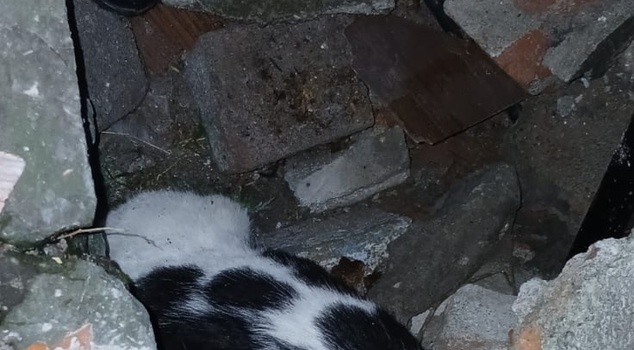 A cat emerged from the rubble of the building that collapsed six days ago in Zonguldak! Workers lifting the debris heard its voice.