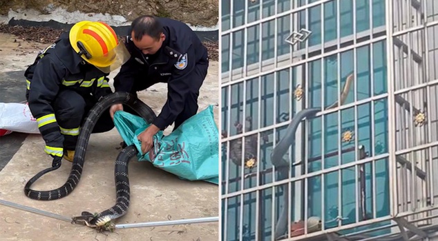 Terrifying moments in China! The giant snake passing in front of the window caught on camera