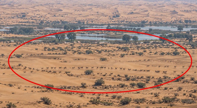 A surprising sight in the middle of the desert! They can't stop it from spreading