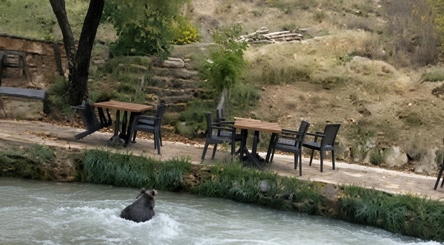 A bear cub entered the garden of a restaurant in Erzincan! When it saw the employees, it escaped by swimming through the water channel.