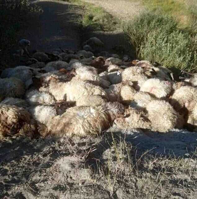 Hakkari'de Kurt Saldırısı: 300 Koyun Telef Oldu