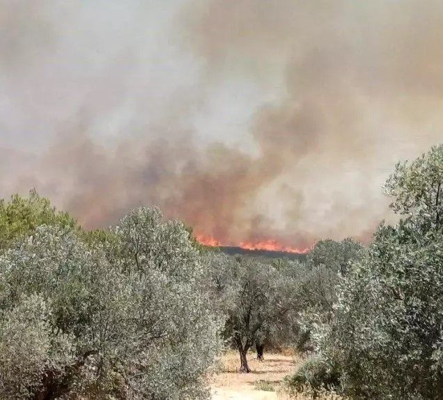 Çeşme ve Urla'da yangın! Bazı mahalleler tahliye edildi