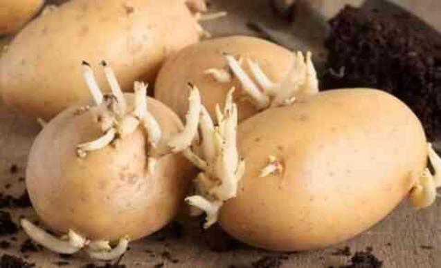 Patatesteki 'solanin' tehlikesi! Solanin zehirlenmesi nasıl olur?