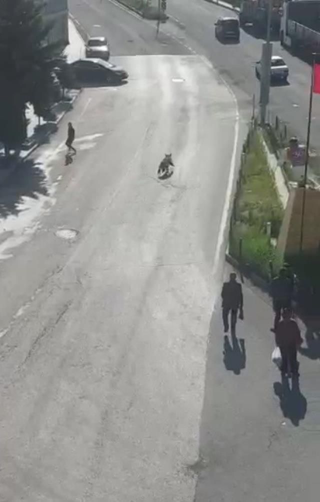 Kars'ta şehir merkezini boz ayı bastı! Araçların arasında cirit atıp vatandaşa saldırdı