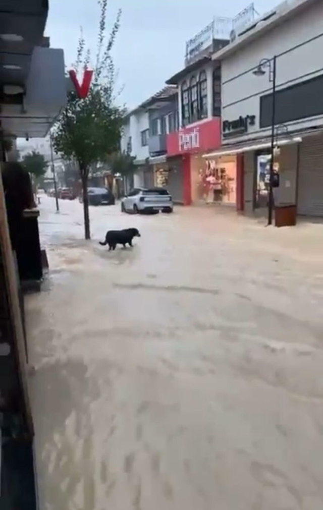 Sağanak sonrası Çeşme'de denizle kara birleşti