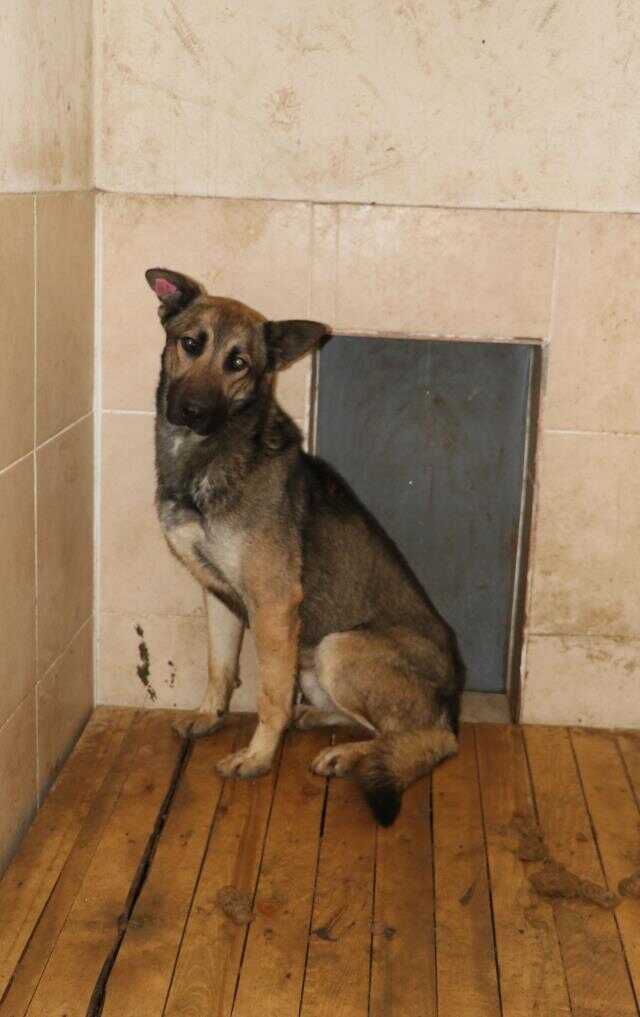 9 yaşındaki çocuğun ölümüne neden olan köpek uyutuldu mu? Yetkililerden iddialara yanıt
