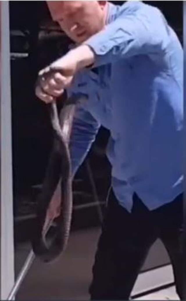 Yılan avcısı az daha av oluyordu! Kırmızı karınlı zehirli yılan yüzüne saldırdı