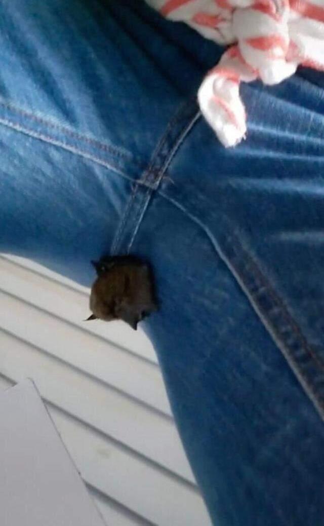 Genç kadın bacak arasına bakınca dehşeti yaşadı! Eve kadar yarasayla gelmiş