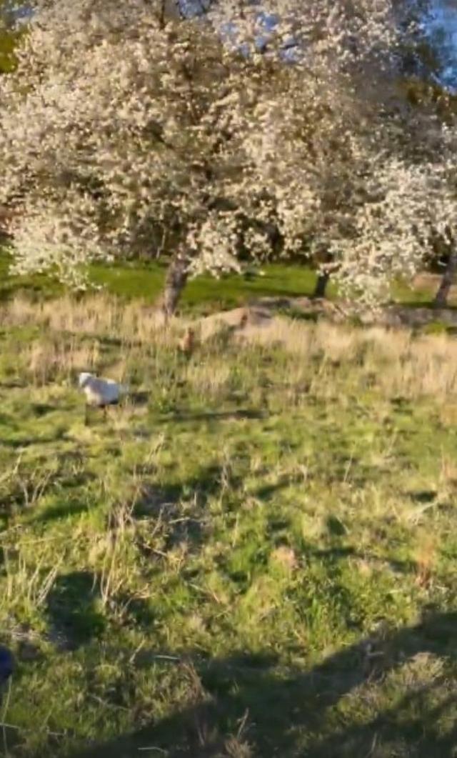Tarkan keçi yavrularını me'leyerek çağırdığı anları paylaştı