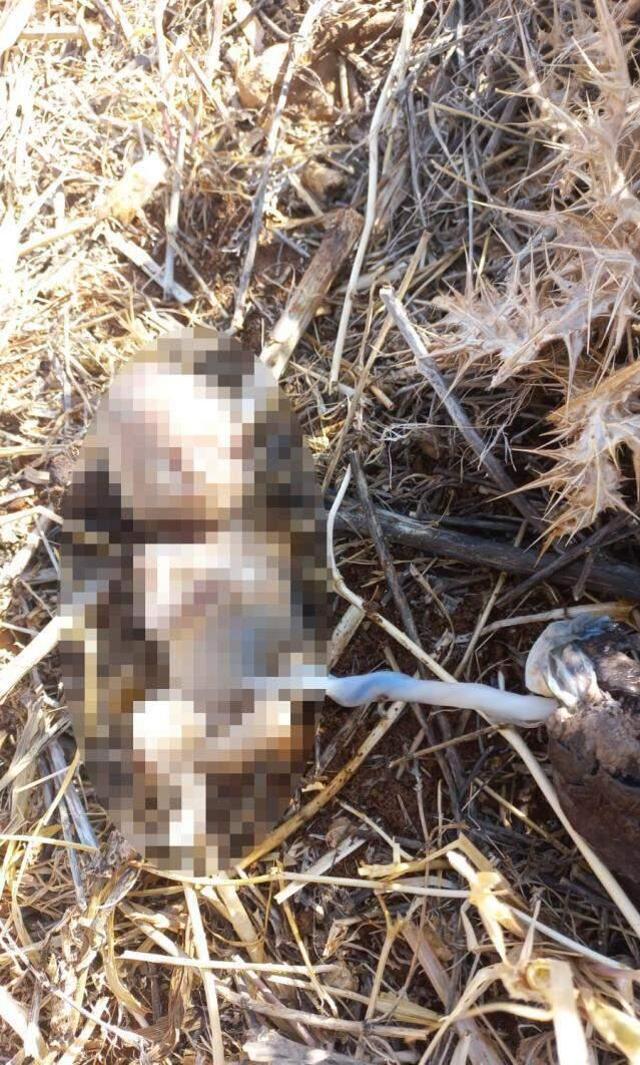 Mısır tarlasındaki çobanlar gördüklerinde ayakları geri geri gitti! Cenini kordon bağıyla atmışlar