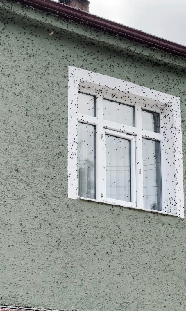 İki ilçeyi birden istila ettiler! Binalar adeta renk değiştirdi