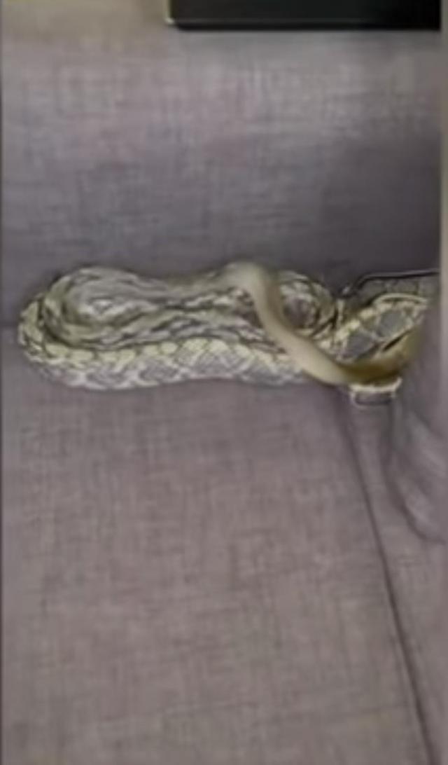 Evde kafasını koyduğu yastığın altından 7 metrelik yılan çıkan adam korkudan tir tir titredi