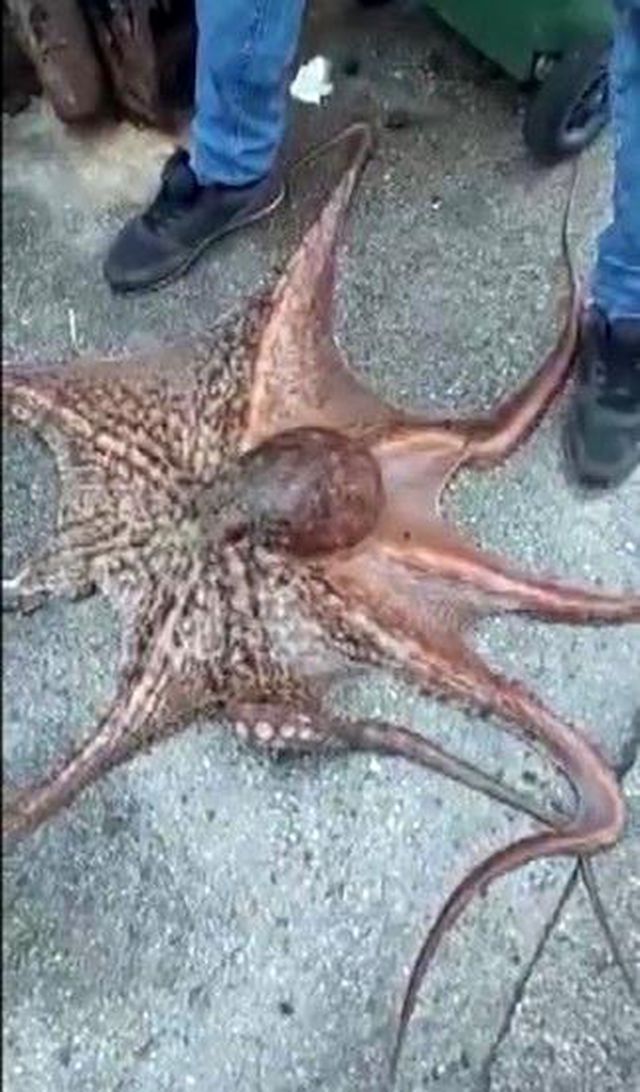 6 kiloluk ahtapotu denize atlayıp eliyle yakaladı!
