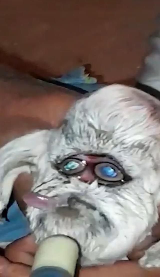 Ahırın kapısını açıp yeni dünyaya gelen keçiyi gören çiftçi küçük dilini yuttu