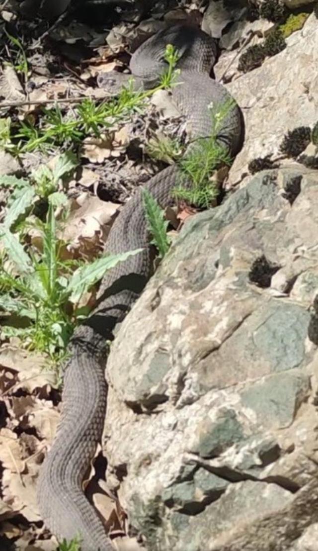 3 metrelik dev yılan paniği! Korkuya kapılan vatandaş o anları kayda aldı