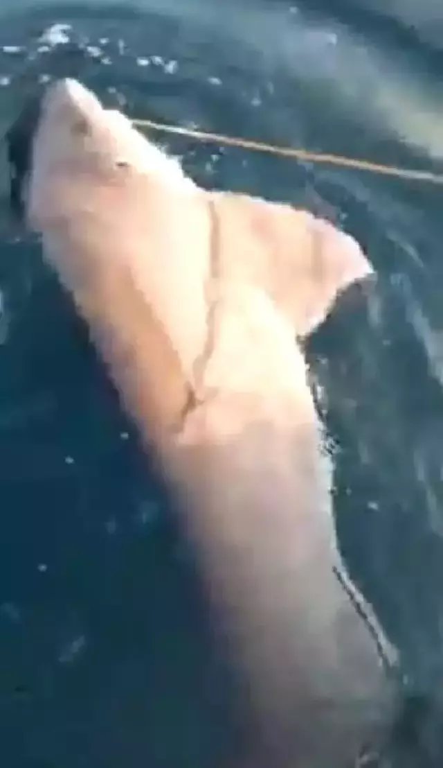 Kafasına paspasla vurulan zargana çıkmıştı ama Türkiye'de bu sefer gerçekten köpekbalığı görüldü
