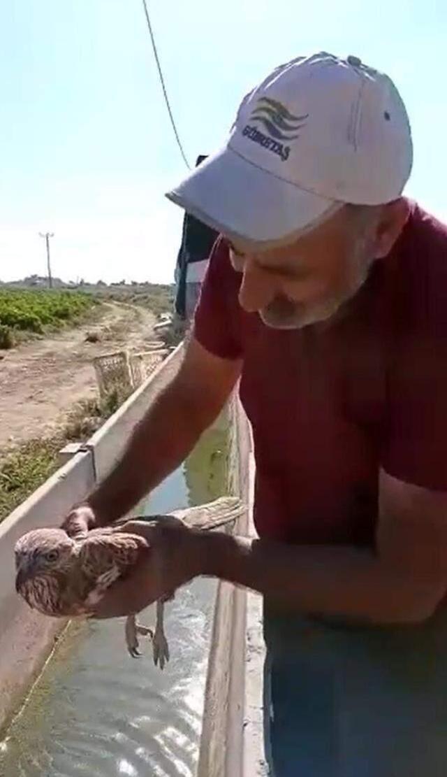 Görülmemiş olay! Acı biberi fazla kaçıran şahin kalp krizi geçirdi