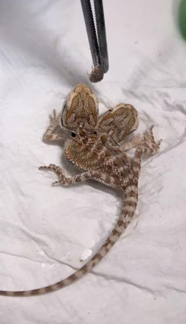 Doğduğu veterinerdeki odaya kimse alınmıyor! Kıyamet alameti olarak görülüyor, sakallı kurbağa panik yarattı