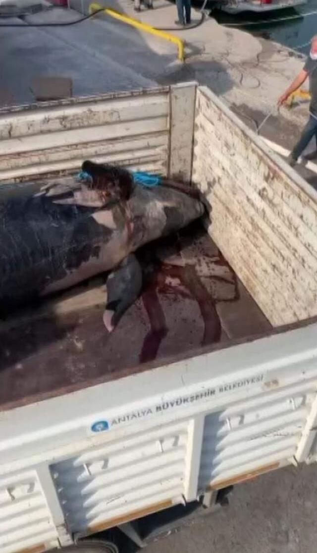 Katil köpek balığı Akdeniz kıyılarına kadar geldi! Balıkçılar bile ilk defa gördü