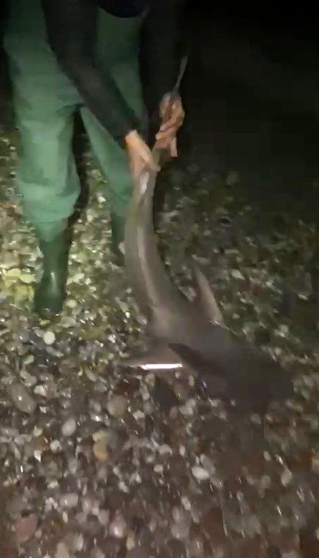 Köpekbalığıyla kavga eden Türk balıkçılar, izleyenleri kahkahaya boğdu: Gelme bir daha