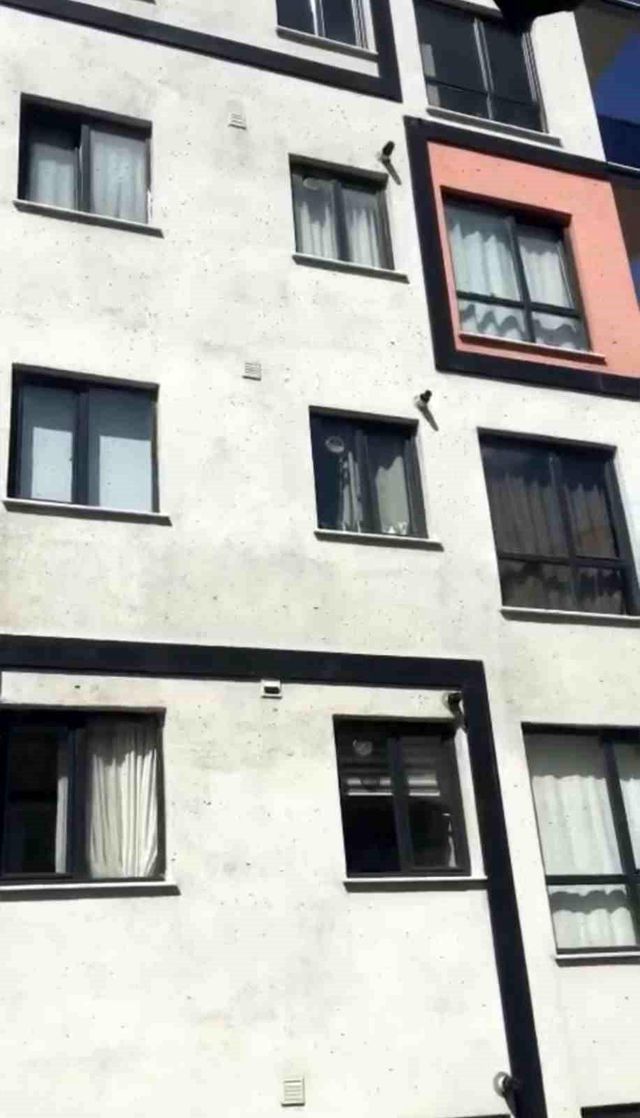 Kağıthane'de arı istilası! Vatandaşlar pencereleri açamadı