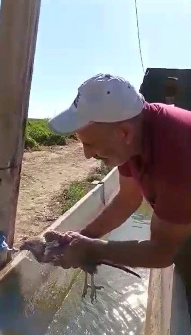 Görülmemiş olay! Acı biberi fazla kaçıran şahin kalp krizi geçirdi
