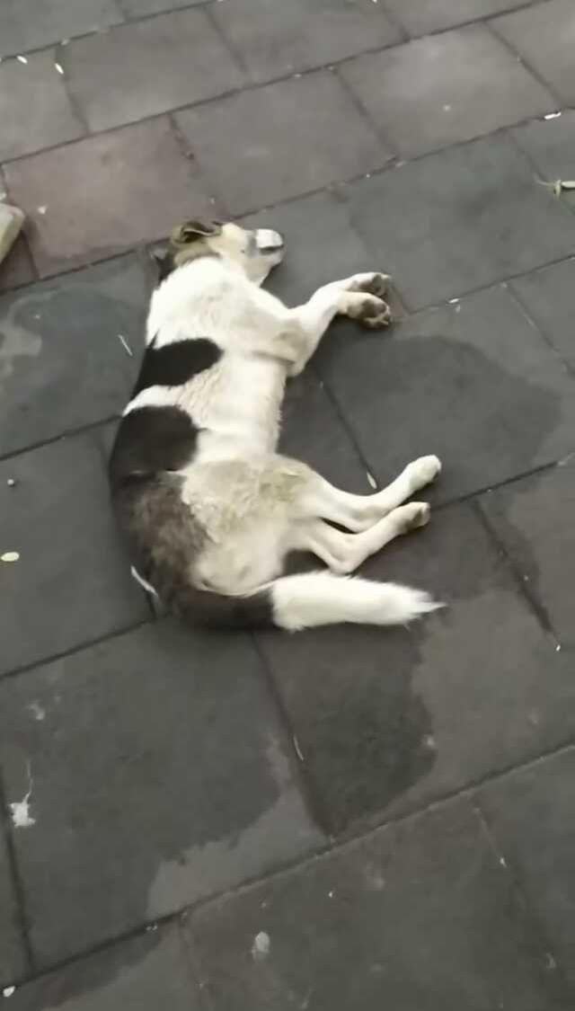 Kağıthane'de Köpek Tartışması Kavgaya Dönüştü Genç Adam Türbanlı Kadını Aşağıladı