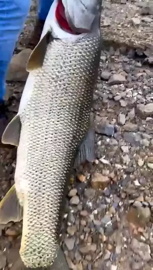 Amatör balıkçı olta ile 1.16 metre uzunluğunda turna balığı tuttu