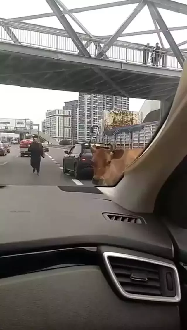 İstanbullulara sürpriz misafir E-5 Karayolu'na çıkan inekler, trafiği kilitledi