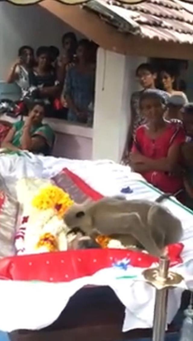 Ölen sahibinin cenazesine katılan maymunun yaptığı hareket, etraftaki herkesi buz kestirdi