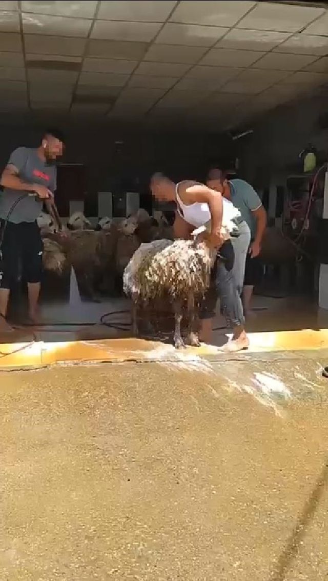 Oto yıkamacıda tepki çeken görüntü! Köpükledikleri koyunlar tazyikli suyla yıkandı