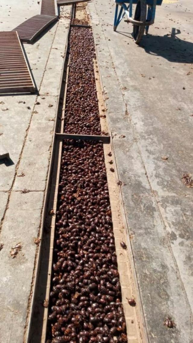 Arjantin'de gergedan böceği istilası! Kanalizasyonlar tıkandı, evlerin çatılarında hasar oluştu