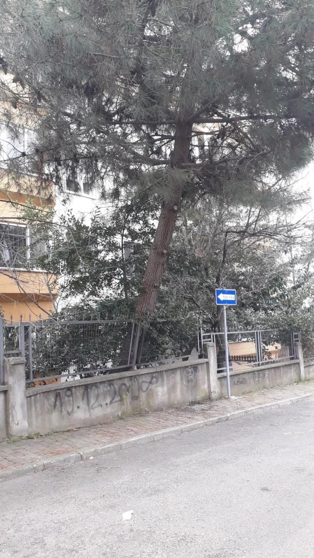 İstanbul'da korkutan manzara! Devrilmek üzere olan ağaç tehlike saçıyor