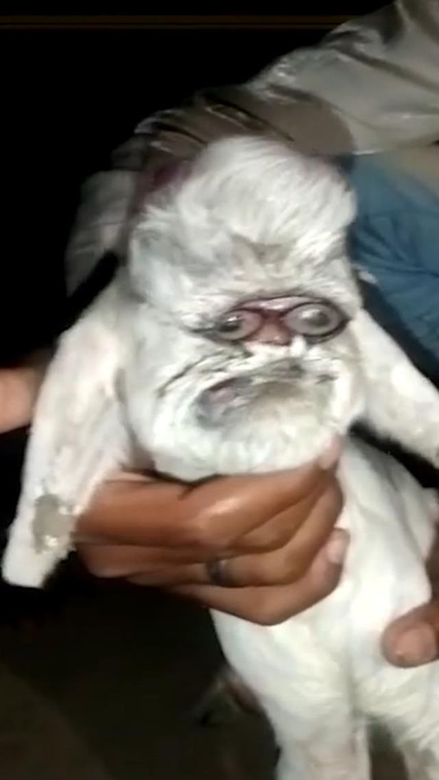 Ahırın kapısını açıp yeni dünyaya gelen keçiyi gören çiftçi küçük dilini yuttu
