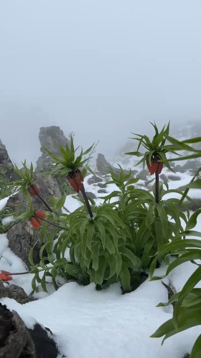 7 kilometre yürüyüp çıktığı yaylada kar altındaki ters laleleri görüntüledi